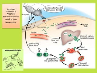 Anopheles 
Albimanus y 
Anopheles 
Pseudopunctipennis 
son los mas 
frecuentes. 
 