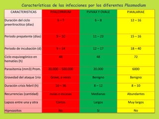 Características de las infecciones por los diferentes Plasmodium 
CARACTERISTICAS P.FALCIPARUM P.VIVAX Y OVALE P.MALARIAE 
Duración del ciclo 
preeritrocitico (días) 
5 – 7 6 – 8 12 – 16 
Periodo prepatente (días) 9 – 10 11 – 23 15 – 16 
Periodo de incubación (d) 9 – 14 12 – 17 18 – 40 
Ciclo esquizogónico en 
hematíes (h) 
48 48 72 
Parasitemia (mm3) Prom. 20.000 – 500.000 20.000 6000 
Gravedad del ataque 1rio Grave, a veces Benigno Benigno 
Duración crisis febril (h) 16 – 36 8 – 12 8 – 10 
Recurrencias (cantidad) nulas o escasas Medianas Abundantes 
Lapsos entre una y otra Cortos Largos Muy largos 
Hipnozoitos No Sí No 
 