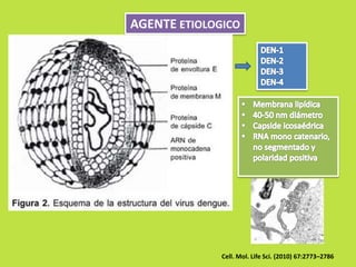 AGENTE ETIOLOGICO 
Cell. Mol. Life Sci. (2010) 67:2773–2786 
 