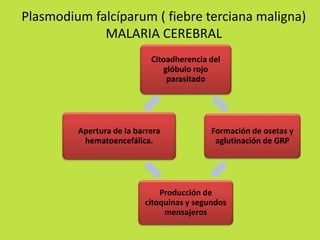 Plasmodium falcíparum ( fiebre terciana maligna) 
MALARIA CEREBRAL 
Citoadherencia del 
glóbulo rojo 
parasitado 
Formación de osetas y 
aglutinación de GRP 
Producción de 
citoquinas y segundos 
mensajeros 
Apertura de la barrera 
hematoencefálica. 
 