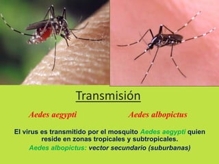 Transmisión 
Aedes aegypti Aedes albopictus 
El virus es transmitido por el mosquito Aedes aegypti quien 
reside en zonas tropicales y subtropicales. 
Aedes albopictus: vector secundario (suburbanas) 
 