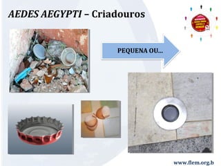 AEDES AEGYPTI – Criadouros 
www.flem.org.b 
r 
 