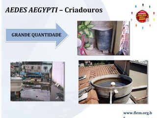 www.flem.org.b 
r 
AEDES AEGYPTI – Criadouros 
 