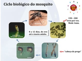 Ciclo biológico do mosquito 
“cabeça de prego” 
8 a 12 dias, do ovo 
até o inseto adulto. 
8 a 12 dias, do ovo 
até o inseto adulto. 
150 – 200 
ovos por vez. 
Mede 1mm. 
 
