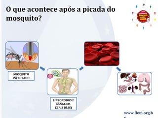 www.flem.org.b 
r 
O que acontece após a picada do 
mosquito? 
LINFONODOS E 
GÂNGLIOS 
(2 A 3 DIAS) 
MOSQUITO 
INFECTADO 
 