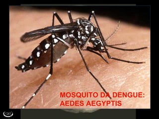 MOSQUITO DA DENGUE:
AEDES AEGYPTIS
 