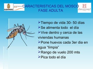 CARACTERISTICAS DEL MOSCO
FASE ADULTA
Tiempo de vida 30- 50 días
Se alimenta todo el día
Vive dentro y cerca de las
viviendas humanas
Pone huevos cada 3er dia en
agua “límpia”
Rango de vuelo 200 mts
Pica todo el día
 
