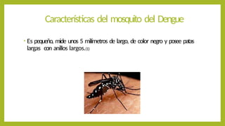 Características del mosquito del Dengue
• Es pequeño, mide unos 5 milímetros de largo, de color negro y posee patas
largas con anillos largos.(1)
 