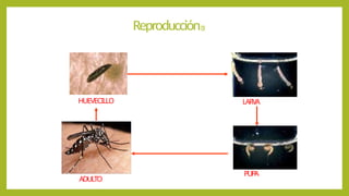 Reproducción(1)
LARVA
PUP
A
HUEVECILLO
ADULTO
 