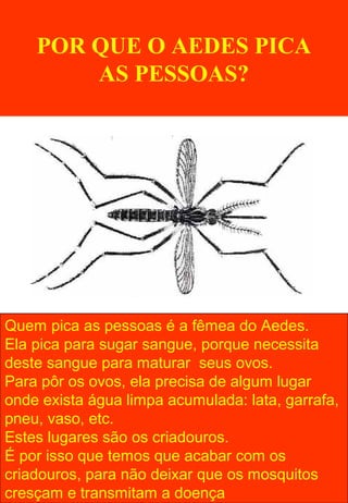POR QUE O AEDES PICA
AS PESSOAS?
Quem pica as pessoas é a fêmea do Aedes.
Ela pica para sugar sangue, porque necessita
deste sangue para maturar seus ovos.
Para pôr os ovos, ela precisa de algum lugar
onde exista água limpa acumulada: lata, garrafa,
pneu, vaso, etc.
Estes lugares são os criadouros.
É por isso que temos que acabar com os
criadouros, para não deixar que os mosquitos
cresçam e transmitam a doença
 