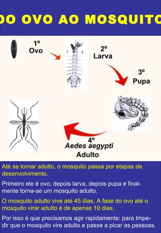 DO OVO AO MOSQUITO
Até se tornar adulto, o mosquito passa por etapas de
desenvolvimento.
Primeiro ele é ovo, depois larva, depois pupa e final-
mente torna-se um mosquito adulto.
O mosquito adulto vive até 45 dias. A fase do ovo até o
mosquito virar adulto é de apenas 10 dias.
Por isso é que precisamos agir rapidamente: para Impe-
dir que o mosquito vire adulto e passe a picar as pessoas.
1º
Ovo 2º
Larva
3º
Pupa
4º
Aedes aegypti
Adulto
 