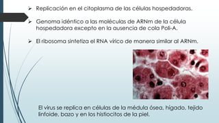  Replicación en el citoplasma de las células hospedadoras.
 Genoma idéntico a las moléculas de ARNm de la célula
hospedadora excepto en la ausencia de cola Poli-A.
 El ribosoma sintetiza el RNA vírico de manera similar al ARNm.
El virus se replica en células de la médula ósea, hígado, tejido
linfoide, bazo y en los histiocitos de la piel.
 