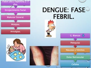 DENGUE: FASE
FEBRIL.
Artralgias.
Mialgias.
Malestar General.
Enrojecimiento Facial.
Fiebre alta y repentina 2-7
días.
Cefalea
Dolor Retroocular
Náuseas y Vómitos
Petequias
G. Blancos
 