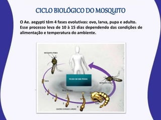 O Ae. aegypti têm 4 fases evolutivas: ovo, larva, pupa e adulto.
Esse processo leva de 10 à 15 dias dependendo das condições de
alimentação e temperatura do ambiente.
 