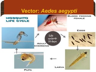 Vector: Aedes aegypti
Adult
Larva
Life
cycle=8-
10 days
 