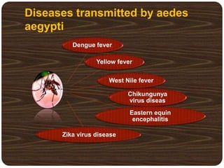 Diseases transmitted by aedes
aegypti
Dengue fever,
Yellow fever
West Nile fever
Chikungunya
virus diseas
Eastern equin
encephalitis
Zika virus disease
 