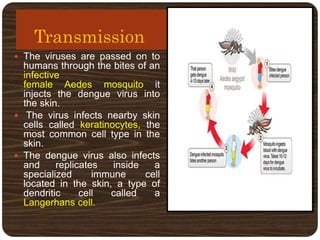 Transmission
 The viruses are passed on to
humans through the bites of an
infective
female Aedes mosquito it
injects the dengue virus into
the skin.
 The virus infects nearby skin
cells called keratinocytes, the
most common cell type in the
skin.
 The dengue virus also infects
and replicates inside a
specialized immune cell
located in the skin, a type of
dendritic cell called a
Langerhans cell.
 