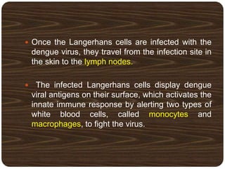  Once the Langerhans cells are infected with the
dengue virus, they travel from the infection site in
the skin to the lymph nodes.
 The infected Langerhans cells display dengue
viral antigens on their surface, which activates the
innate immune response by alerting two types of
white blood cells, called monocytes and
macrophages, to fight the virus.
 