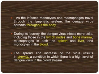  . As the infected monocytes and macrophages travel
through the lymphatic system, the dengue virus
spreads throughout the body.
 During its journey, the dengue virus infects more cells,
including those in the lymph nodes and bone marrow,
macrophages in both the spleen and liver, and
monocytes in the blood.
 The spread and increase of the virus results
in viremia, a condition in which there is a high level of
dengue virus in the blood stream.
 