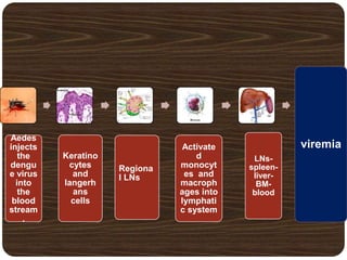 Aedes
injects
the
dengu
e virus
into
the
blood
stream
.
Keratino
cytes
and
langerh
ans
cells
Regiona
l LNs
Activate
d
monocyt
es and
macroph
ages into
lymphati
c system
LNs-
spleen-
liver-
BM-
blood
viremia
 