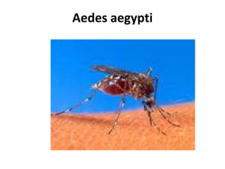 Aedes aegypti
 