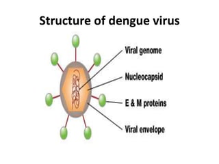 Structure of dengue virus
 
