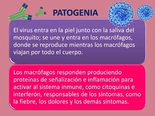 El virus entra en la piel junto con la saliva del
mosquito; se une y entra en los macrófagos,
donde se reproduce mientras los macrófagos
viajan por todo el cuerpo.
Los macrófagos responden produciendo
proteínas de señalización e inflamación para
activar al sistema inmune, como citoquinas e
interferón, responsables de los síntomas, como
la fiebre, los dolores y los demás síntomas.
 