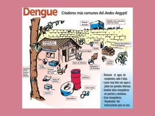 Dengue