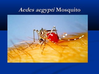 Aedes aegyptiAedes aegypti MosquitoMosquito
 