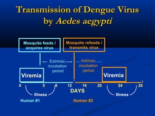 Transmission of Dengue VirusTransmission of Dengue Virus
byby Aedes aegyptiAedes aegypti
Viremia Viremia
Extrinsic
incubation
period
DAYS
0 5 8 12 16 20 24 28
Human #1 Human #2
Illness
Mosquito feeds /
acquires virus
Mosquito refeeds /
transmits virus
Intrinsic
incubation
period
Illness
 