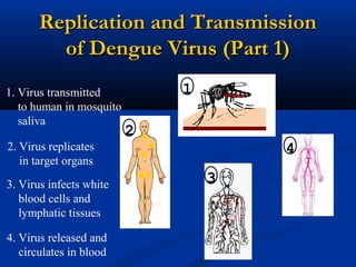 Replication and TransmissionReplication and Transmission
of Dengue Virus (Part 1)of Dengue Virus (Part 1)
1. Virus transmitted
to human in mosquito
saliva
2. Virus replicates
in target organs
3. Virus infects white
blood cells and
lymphatic tissues
4. Virus released and
circulates in blood
3
4
1
2
 