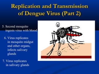 Replication and TransmissionReplication and Transmission
of Dengue Virus (Part 2)of Dengue Virus (Part 2)
5. Second mosquito
ingests virus with blood
6. Virus replicates
in mosquito midgut
and other organs,
infects salivary
glands
7. Virus replicates
in salivary glands
6
7
5
 