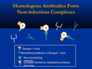 Neutralizing antibody to Dengue 1 virus
1
1
Dengue 1 virus1
Homologous Antibodies FormHomologous Antibodies Form
Non-infectious ComplexesNon-infectious Complexes
Non-neutralizing
antibody
1
1 Complex formed by neutralizing antibody
and virus
 