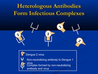 Non-neutralizing antibody to Dengue 1
virus
Dengue 2 virus
2 2
2
2
2
Heterologous AntibodiesHeterologous Antibodies
Form Infectious ComplexesForm Infectious Complexes
Complex formed by non-neutralizing
antibody and virus
2
 