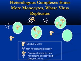 2
2
2
2
2
22
2
2
2
Heterologous Complexes EnterHeterologous Complexes Enter
More Monocytes, Where VirusMore Monocytes, Where Virus
ReplicatesReplicates
Non-neutralizing antibody
Dengue 2 virus2
Complex formed by non-
neutralizing antibody and
Dengue 2 virus
2
 
