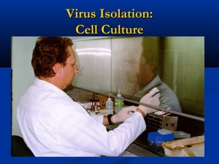 Virus Isolation:Virus Isolation:
Cell CultureCell Culture
 