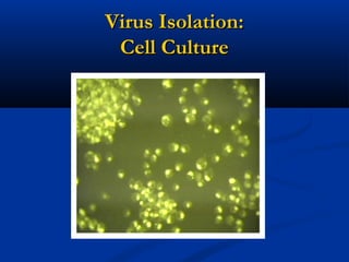 Virus Isolation:Virus Isolation:
Cell CultureCell Culture
 