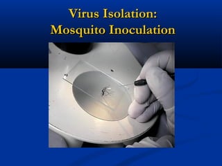 Virus Isolation:Virus Isolation:
Mosquito InoculationMosquito Inoculation
 