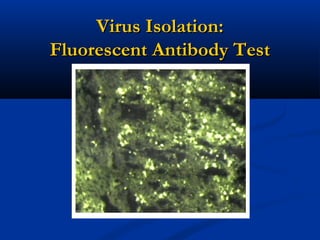 Virus Isolation:Virus Isolation:
Fluorescent Antibody TestFluorescent Antibody Test
 