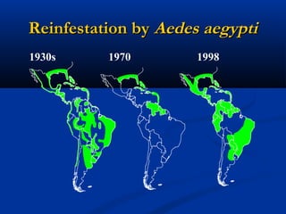 Reinfestation byReinfestation by Aedes aegyptiAedes aegypti
1930s 1970 1998
 