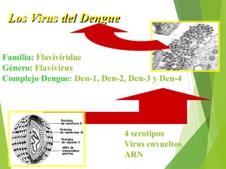 Los Virus del Dengue
Familia: Flaviviridae
Género: Flavivirus
Complejo Dengue: Den-1, Den-2, Den-3 y Den-4
4 serotipos
Virus envueltos
ARN
 