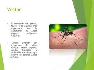 Vector
▶ El mosquito del género
Aedes, y la especie más
en la
es Aedes
subgénero
importante
transmisión
aegypti,
Stegomya.
▶ Aedes aegypti son
artrópodos de clase
Insecta, orden Diptera,
familia Culicidae y
subfamilia Culicinae, que
incluye los géneros Aedes
y Culés.
 