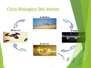 Ciclo Biologico Del Vector
 