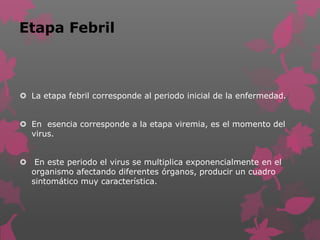 Etapa Febril
 La etapa febril corresponde al periodo inicial de la enfermedad.
 En esencia corresponde a la etapa viremia, es el momento del
virus.
 En este periodo el virus se multiplica exponencialmente en el
organismo afectando diferentes órganos, producir un cuadro
sintomático muy característica.
 
