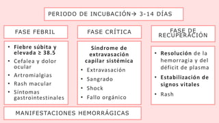 FASE FEBRIL FASE CRÍTICA FASE DE
RECUPERACIÓN
PERIODO DE INCUBACIÓN 3-14 DÍAS
Síndrome de
extravasación
capilar sistémica
• Extravasación
• Sangrado
• Shock
• Fallo orgánico
• Resolución de la
hemorragia y del
déficit de plasma
• Estabilización de
signos vitales
• Rash
• Fiebre súbita y
elevada ≥ 38.5
• Cefalea y dolor
ocular
• Artromialgias
• Rash macular
• Síntomas
gastrointestinales
MANIFESTACIONES HEMORRÁGICAS
 