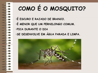 COMOCOMO É OÉ O MOSQUITO?MOSQUITO?
•É ESCURO E RAJADO DE BRANCO.
•É MENOR QUE UM PERNILONGO COMUM.
•PICA DURANTE O DIA
•SE DESENVOLVE EM ÁGUA PARADA E LIMPA.