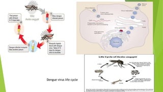Dengue virus life cycle
 