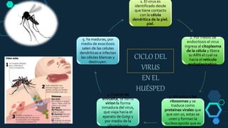 CICLO DEL
VIRUS
EN EL
HUÉSPED
1. El virus es
identificado desde
que tiene contacto
con la célula
dendrítica de la piel.
piel.
2. Por medio de
endocitosis el virus
ingresa al citoplasma
de la célula y libera
su ARN el cual va
hacia el retículo
endoplasmatico.
3. Ahí entra a los
ribosomas y se
traduce como
proteínas virales que
que son 10, estas se
unen y forman la
nucleocapside que es
4. Cuando es
envuelta, se llama
virion la forma
inmadura del virus,
que viaja hacia el
aparato de Golgi y
por medio de la
glicosilacion
5.Ya maduras, por
medio de exocitosis
salen de las celulas
dendríticas e infectan
las células blancas y
destruyen.
 