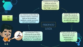 FISIOPATO
LOGÍA
Cuando el virus sale de
célula se activa la
respuesta protectora
mediada por linfocitos
CD4, CD8, citosinas.
Esta respuesta es de
doble filo, siendo la
unión a los receptores
Fc lo que permite que
la infección sea mas
potenciada.
El daño celular se causa
primero por acción
directa de virus en
hepatocitos, C.
endoteliales y
neuronas.
Los linfocitosT CD4 y
linfocitos B inician daño
contra las proteínas de la
coagulación (fibrinógeno),
plaquetas y C. endoteliales.
Las citosinas producidas de
manera masiva, ocasionas
daño en las proteínas
capilares, causan aumento
de la permeabilidad.
- FNT.
- IL-1.
- ITG.
 