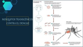 MOSQUITOS TRANSGÉNICOS
CONTRA EL DENGUE
 